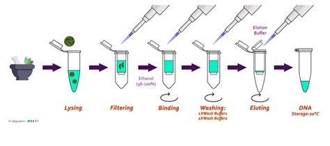 Plant DNA extraction Kit - ZELLX®