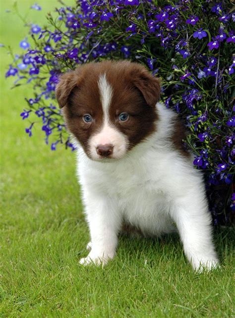 Puppies Pictures for Pet: Border Collie Puppy Pictures