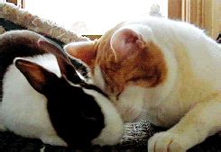 Bunny and Cat Cuddling | Gifrific