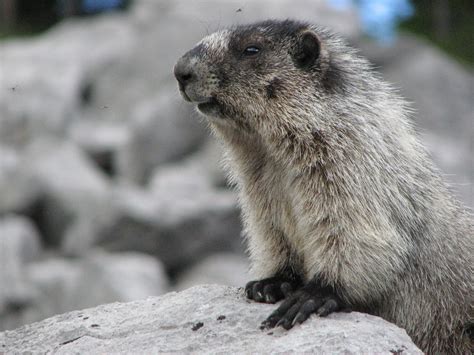 003 - Hoary Marmot - Calgary Guardian