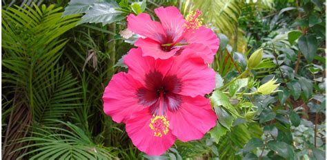 Hibisco (Hibiscus rosa-sinensis L.) | A planta da vez