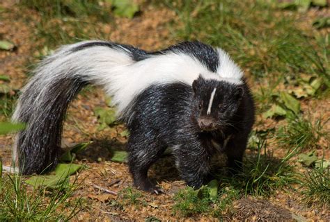 All about Striped Skunks - Welcome Wildlife