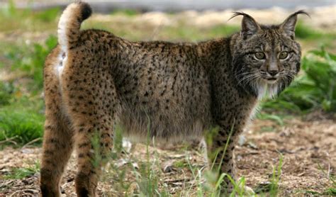 Iberian lynx facts, distribution & population | BioDB