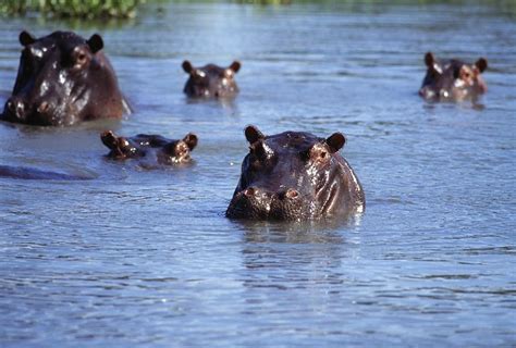 Hippos Swimming In River In Okavango Photograph by Axiom Photographic