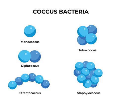 Coccus bacteria type with circular shape. Isolated biology educational ...