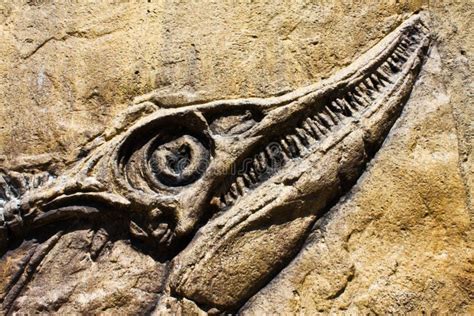 Fossil ancient fish stock photo. Image of biology, dead - 14554536