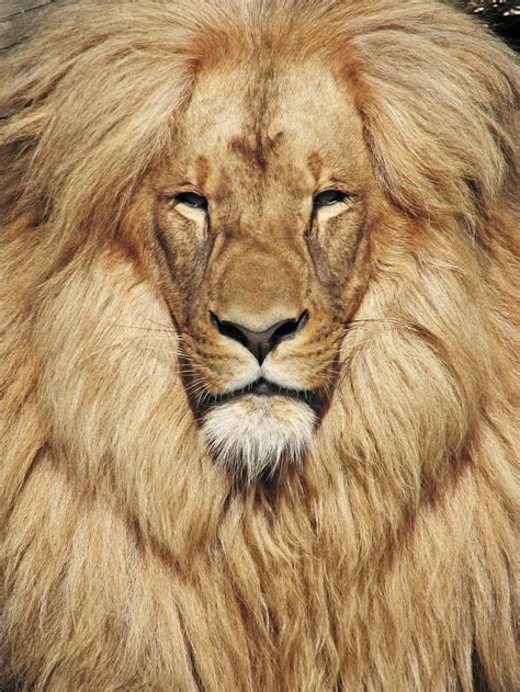 Pin by joshmarlarart on Creatures | Lion mane, Bird of paradise tattoo ...