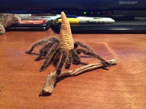 Wizard spider with his magic hat and mighty staff http://ift.tt/2Hjqt5M ...