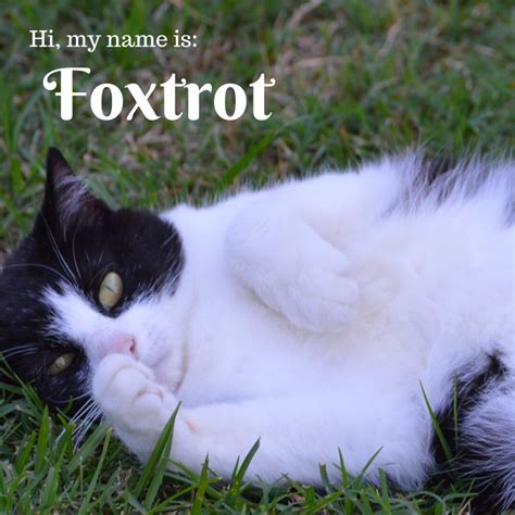 80+ Creative Tuxedo Cat Names (Female and Male) - PetHelpful