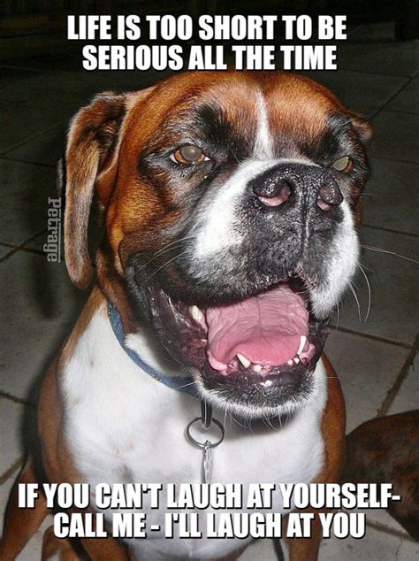 The Sarcastic Boxer Dog Meme - Life is Short - PETRAGE