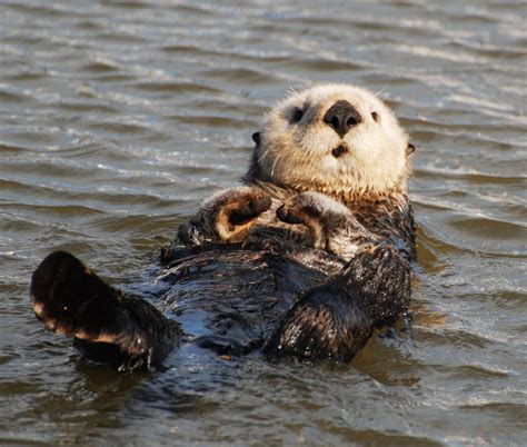 Sea Otter Wallpapers - Wallpaper Cave