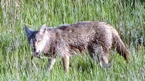 Urban coyotes cause concern in Capitol City