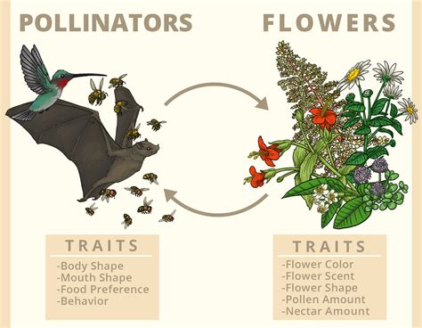 What Attracts Insects And Mammals To The Flower For Pollination at ...