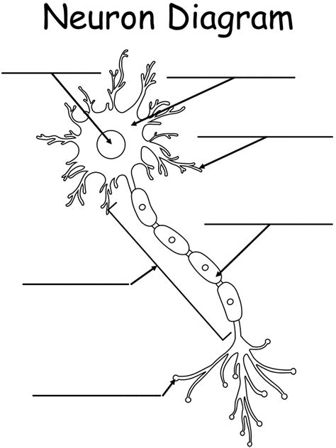 Printable Worksheet: Neuron Diagram