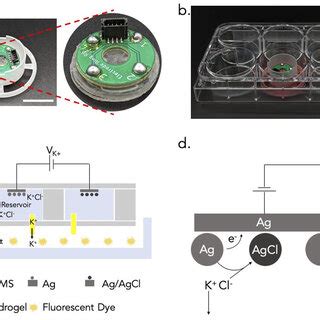 (a) Image of the ion pump with the adapter. Scale bar-1 cm. (b) Image ...