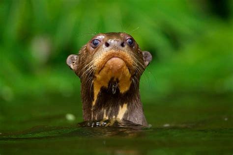 Giant River Otter | Wildlife photography, Animals, Wildlife photos