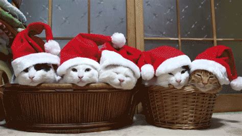 Christmas Cat GIFs - Find & Share on GIPHY