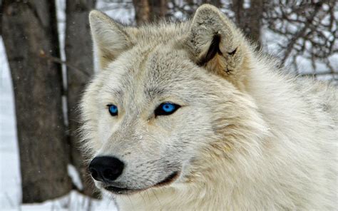 Anime White Wolves With Blue Eyes