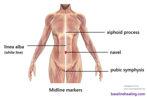 Naval Anatomy