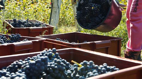 Grape Harvesting Outdoors In Sunlight Stock Footage SBV-328996267 ...