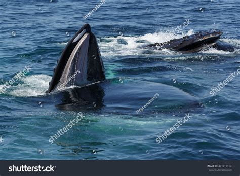 Photograph Humpback Whale Feeding Off Coast Stock Photo 471417164 ...