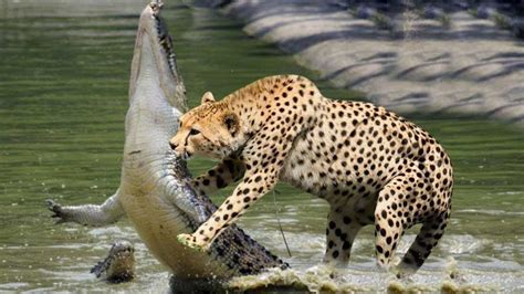 cheetah hunting | Cheetah, Animals, Pets