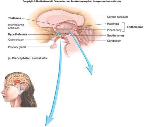 Diencephalon