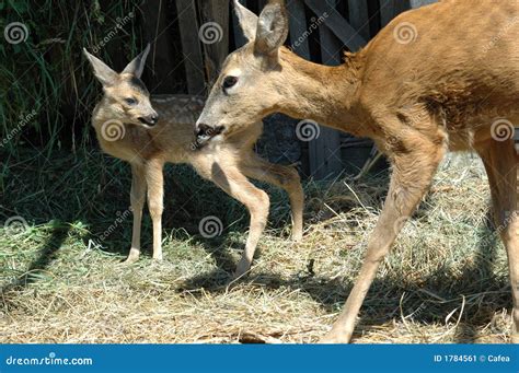 Mother Deer And Her Baby Stock Image - Image: 1784561