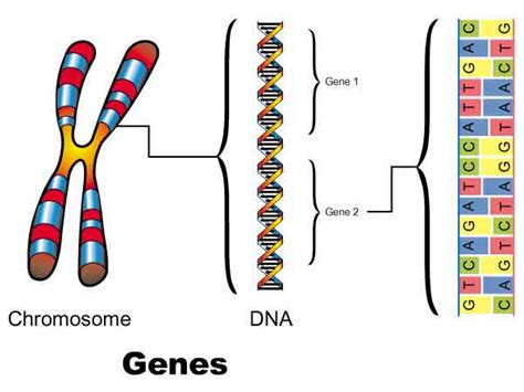 A Lineup of Genes - The Cell and Inheritance