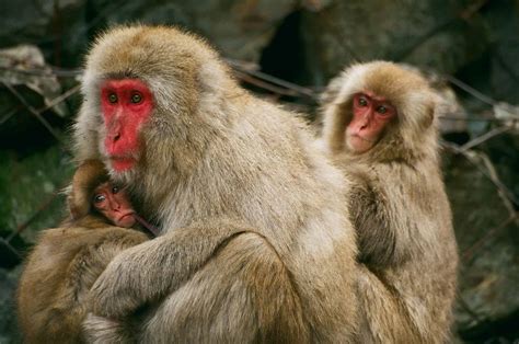 Picture 2 of 12 - Japanese Macaque (Macaca Fuscata) Pictures & Images ...