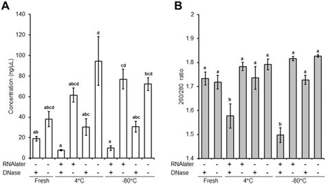 Effect of storage conditions and DNase treatment on isolated RNA ...