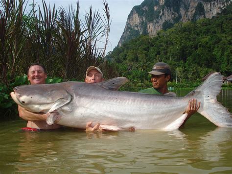 Some of the Biggest Record Catfish from Around the World | Outdoor Life