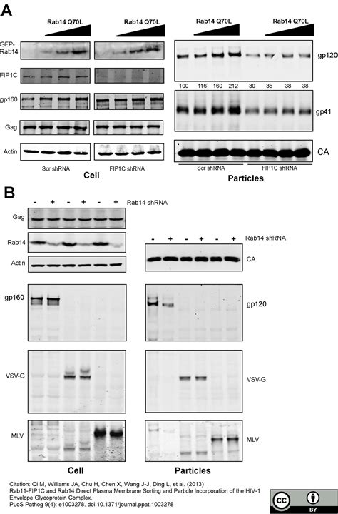 Anti Human Immunodeficiency Virus 1 gp120 Antibody | Bio-Rad