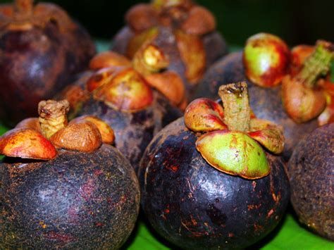 Mangosteen - Khao Lak's Queen of Fruits