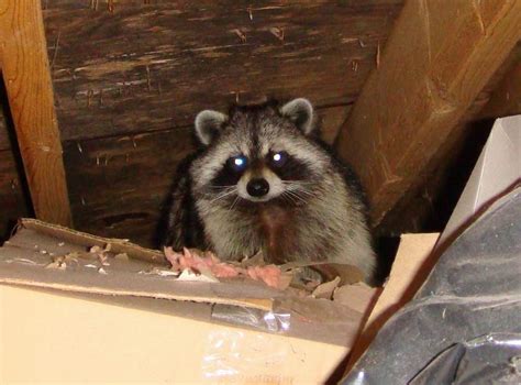 Dealing With A Raccoon in The Attic - Raccoon Removal Hamilton