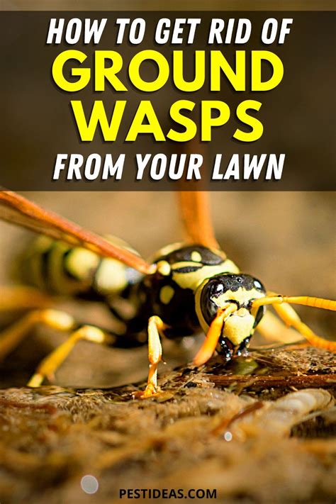 Keep your lawn clear of ground wasps- Get rid of their nests safely and ...