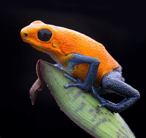 Orange Strawberry Poison Dart Frog Photograph by Dirk Ercken