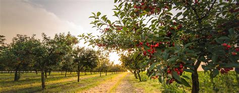 How To Create A Permaculture Orchard | GroCycle