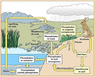 Siklus Fosfor di Alam