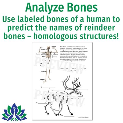 Reindeer Science Activity: Adaptations & Homologous Structures - Flying ...