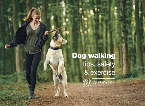 16 Dog walking tips, safety & exercise [2023] - All Pet's Life