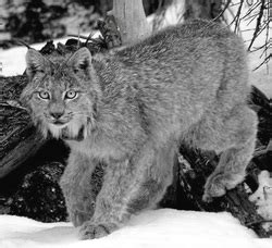 Lynx Conservation