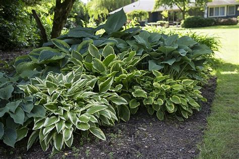 13 Best Shade-Loving Plants For Shady Spots | Trees.com