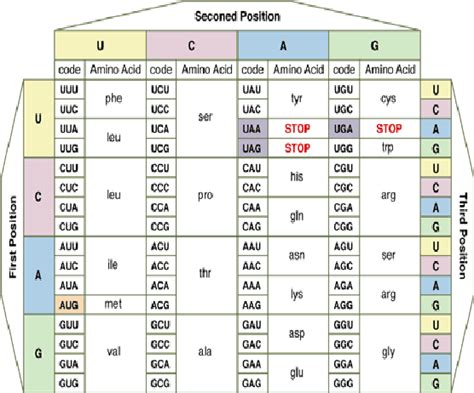 Amino Acid Codon Sequence Table | Elcho Table