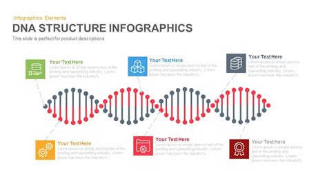 DNA structure powerpoint template and Keynote Slide - Slidebazaar