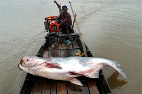 Mekong Giant Catfish : Mekong Giant Catfish Pattaya Fishing : However ...