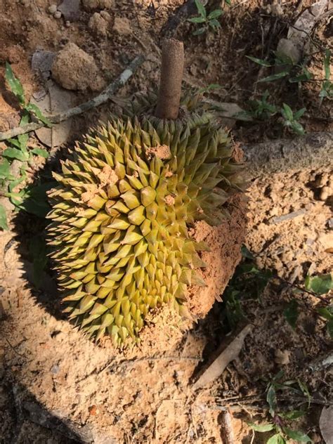 Durian Farm Progress (May – July 2020) | Yayasan al-Khairiah