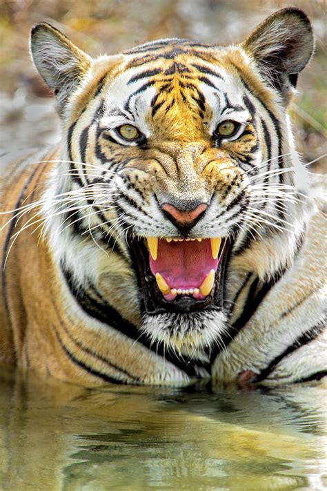 Roaring Bengal Tiger, India Photograph by Panoramic Images - Pixels