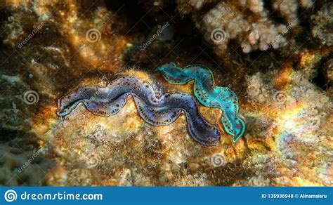 Two Giant Clams in the Coral Reef, Red Sea Stock Photo - Image of ...