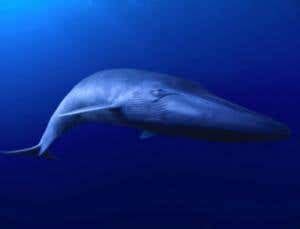 Blue whale feeding methods are ultra-efficient | New Scientist